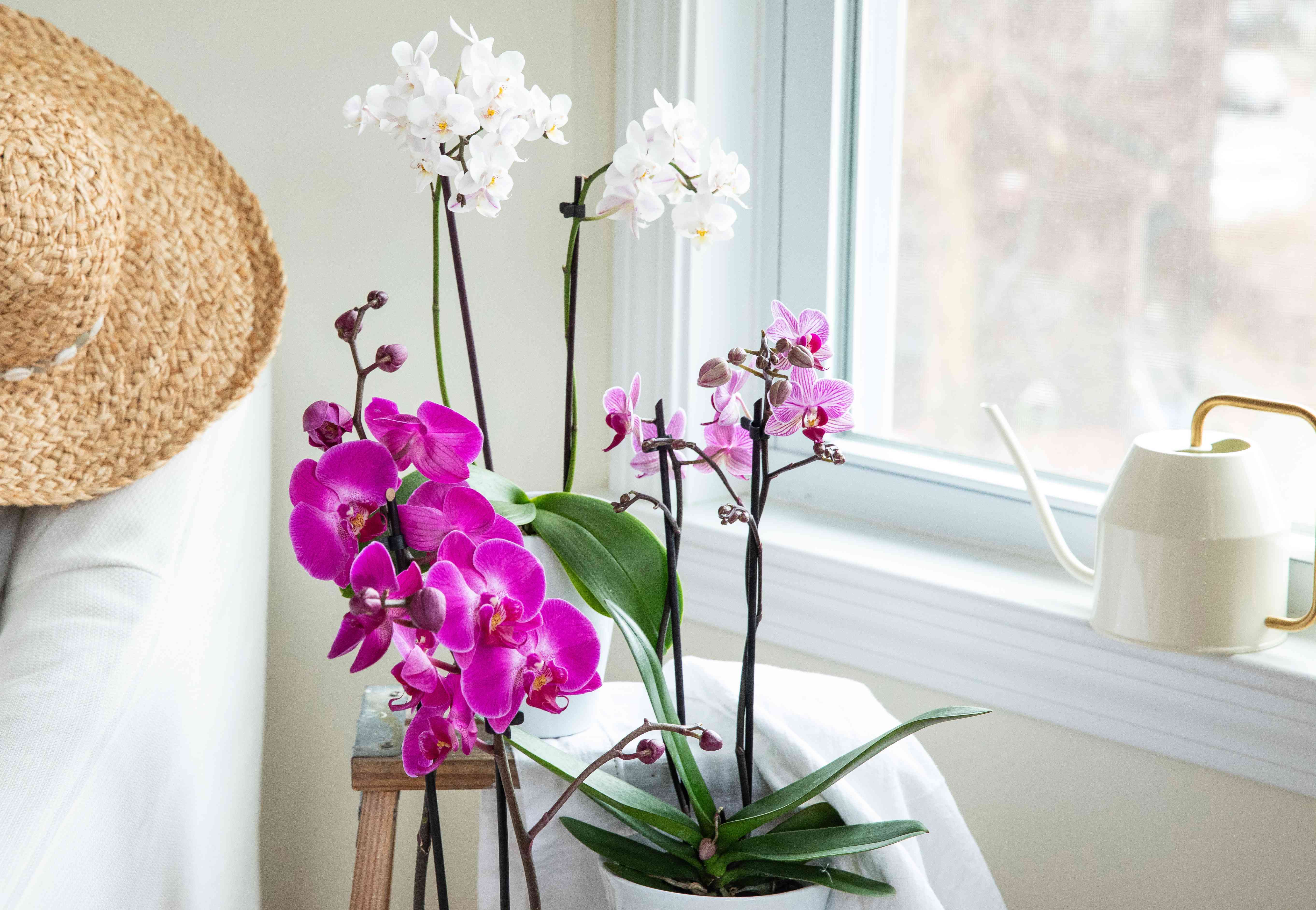 How to water orchids correctly – and the common watering mistakes that will harm your plant