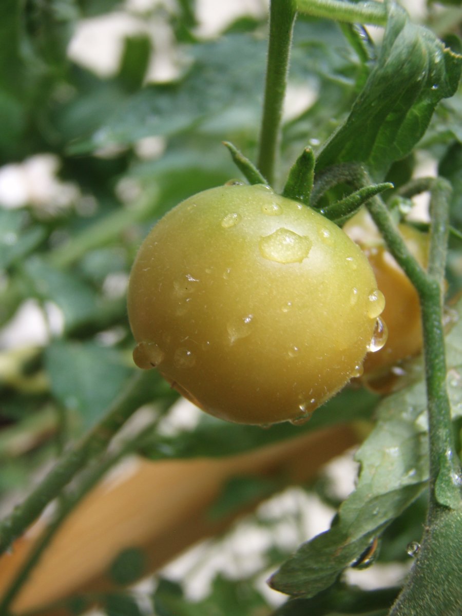 How much water do tomato plants need Expert tips to avoid wilting and splitting