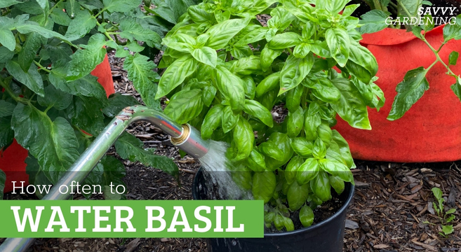 How often to water basil: Signs to look for