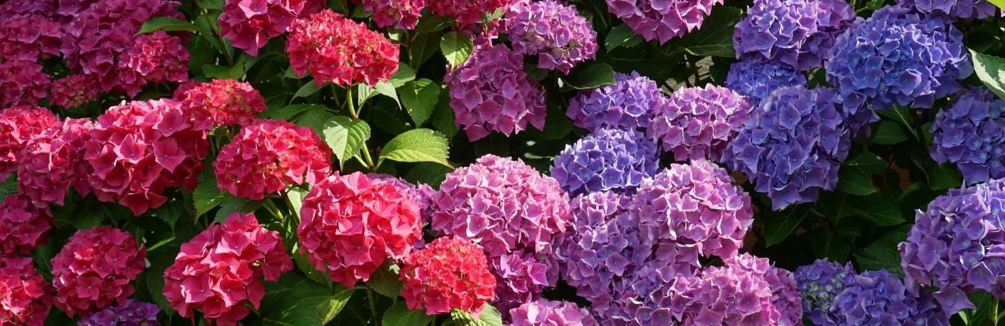 Is there a fertilizer I can use that will help keep my hydrangeas blue