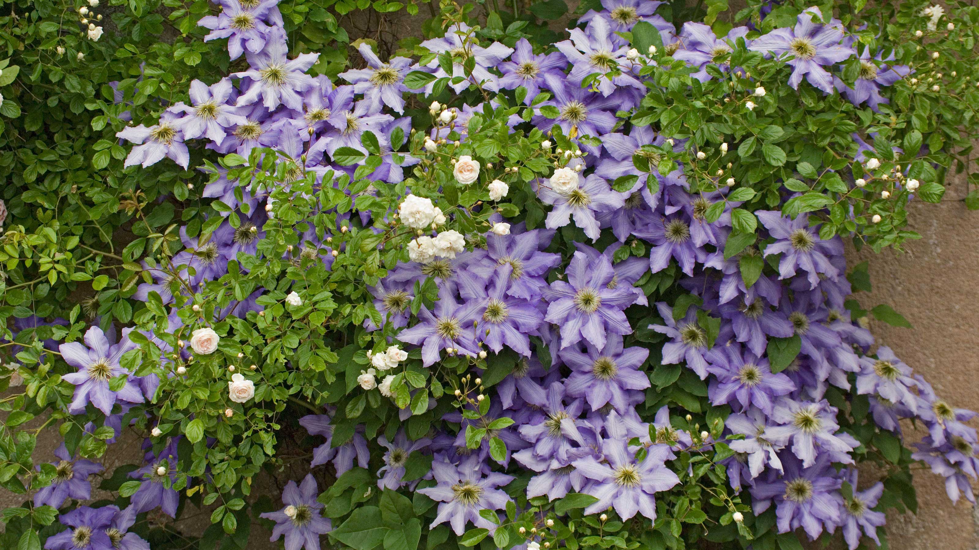 How to grow clematis in pots – expert tips for planting and caring for these beautiful container blooms