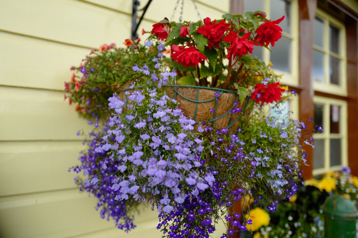 Best trailing plants for hanging baskets – 12 beautiful ideas