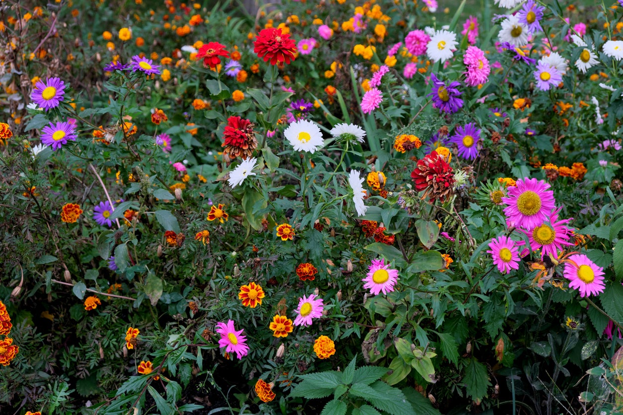 Late summer flowers – 16 best blooms to plant now for color into fall