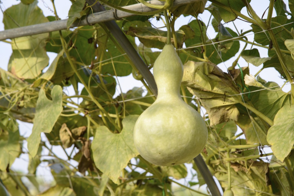 Why grow gourds Experts discuss the benefits behind the versatile plant