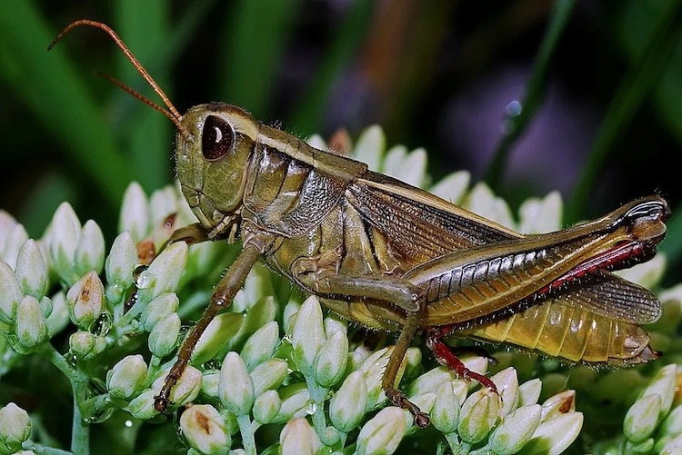 How to get rid of grasshoppers – to protect your garden from damaging pests