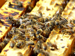 Beekeeping for beginners – how to keep bees in your backyard