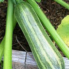 How cold can zucchini plants tolerate