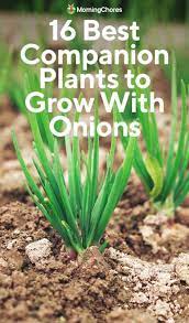 What vegetables should not be planted with onions
