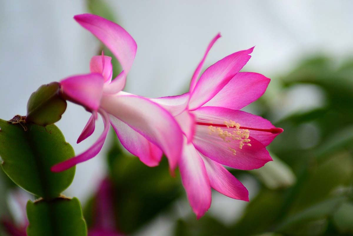 Are Christmas cactus poisonous to cats and dogs
