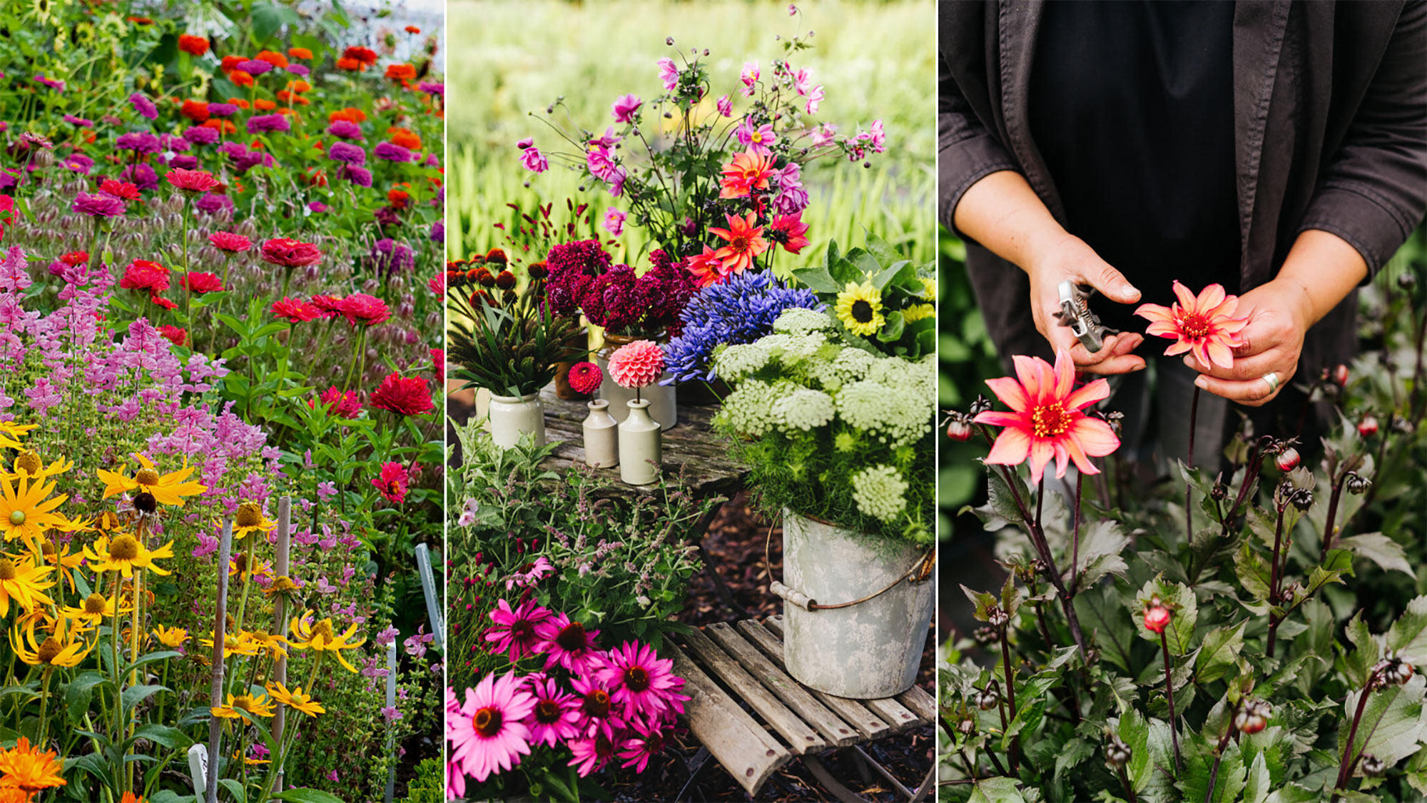 Planning a cut flower garden – grow beautiful blooms for decorating your home
