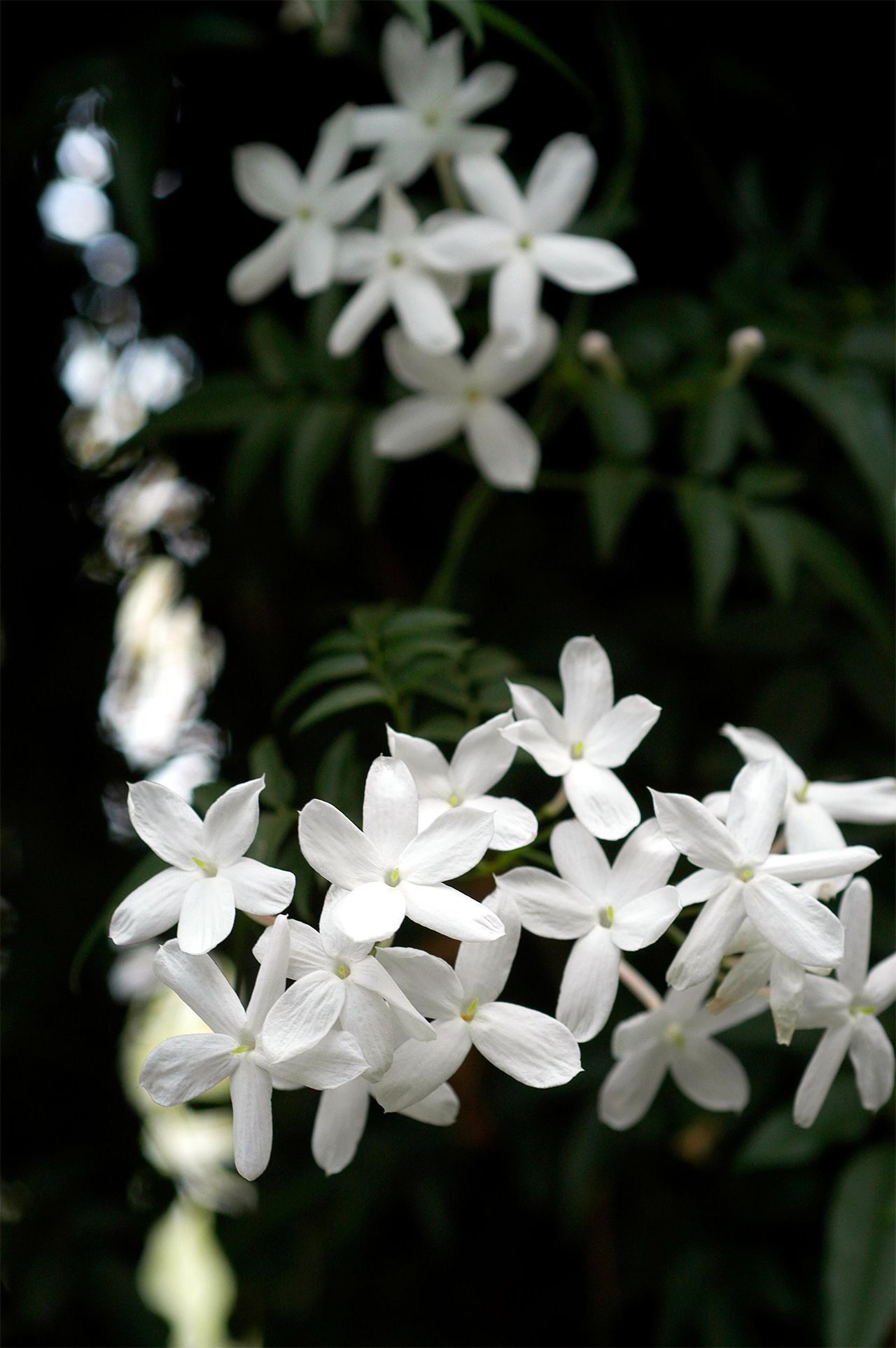 How to grow jasmine – the most fragrant of climbers