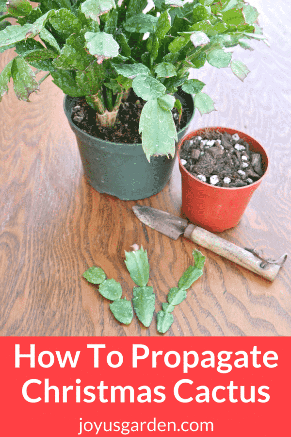 How to propagate a Christmas cactus – expert tips to duplicate these festive hints of color