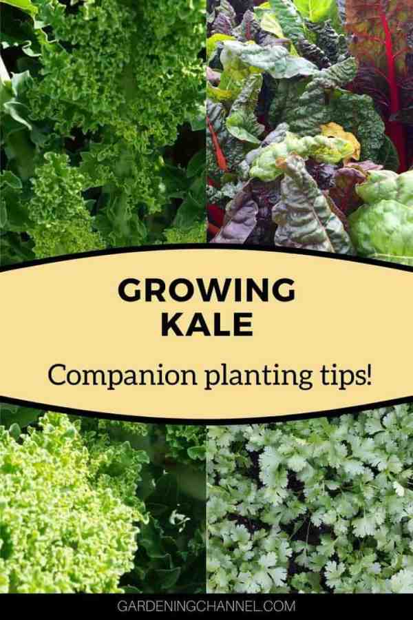 How flowers benefit kale