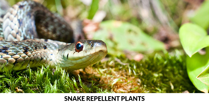 Best snake-repellent plants – 11 plants to protect your yard