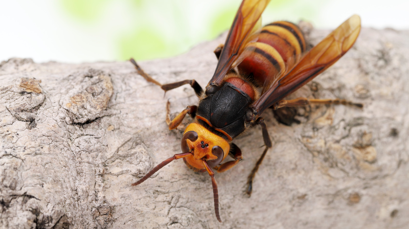 Does vinegar kill wasps Pest control experts weigh in