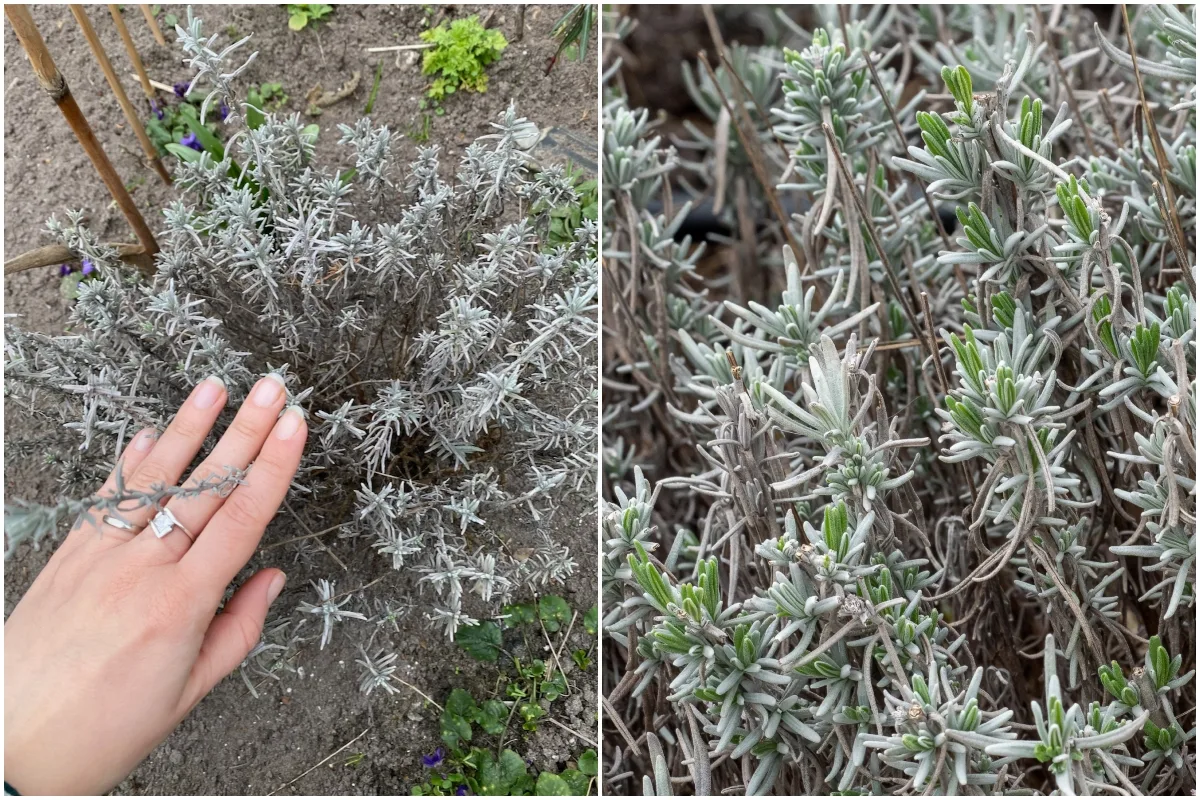 How do you cut lavender so it grows back