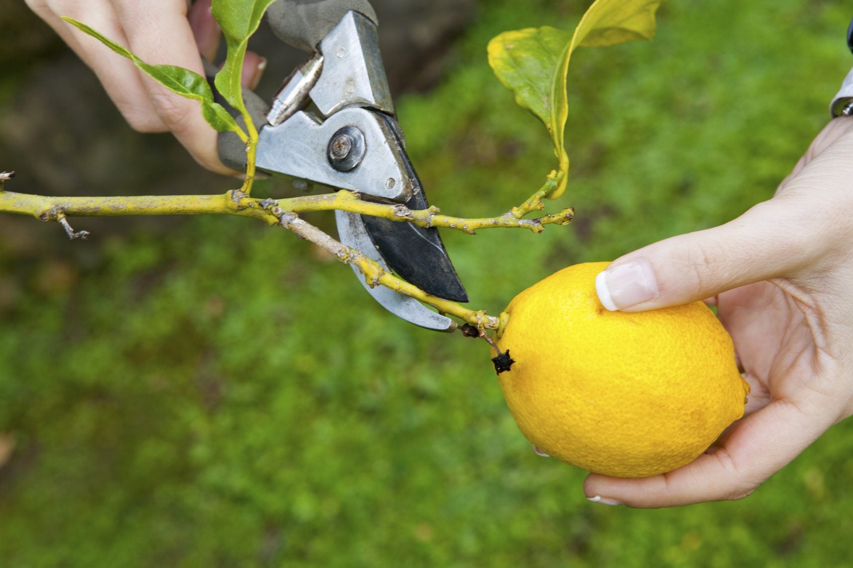 When to prune a lemon tree – get your timing right to keep trees looking neat and producing fruit