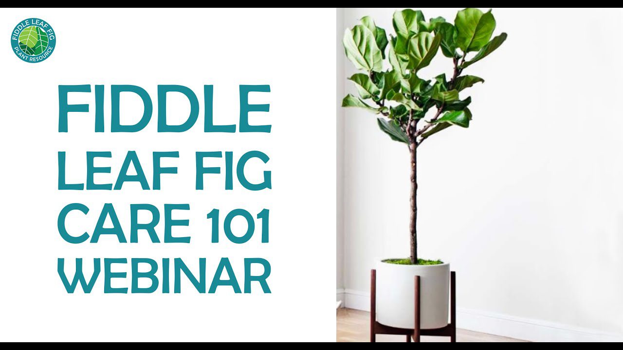Are fiddle leaf figs toxic to cats and dogs
