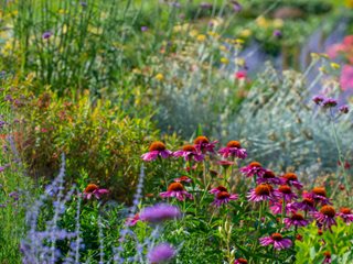 Wildflower garden ideas – 10 ways to add meadow flowers to your yard