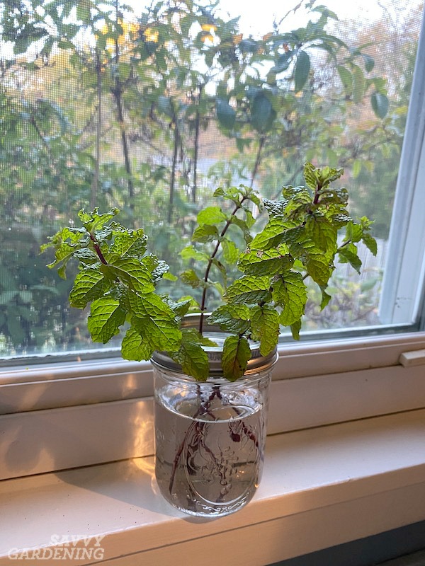 How to grow mint indoors – expert tips to succeed with this windowsill crop