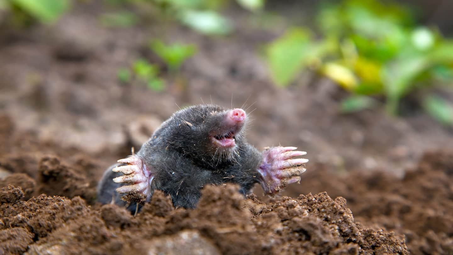 Methods to avoid when getting rid of moles