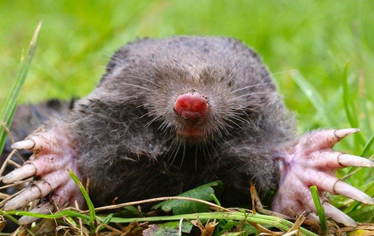 How to get rid of moles in your yard naturally – 4 humane ways and 2 to avoid