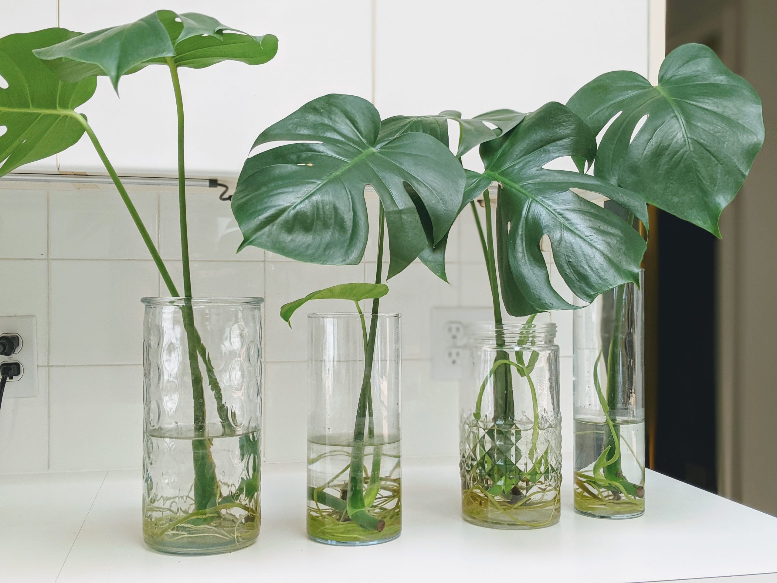 When is the best time to propagate a monstera plant?
