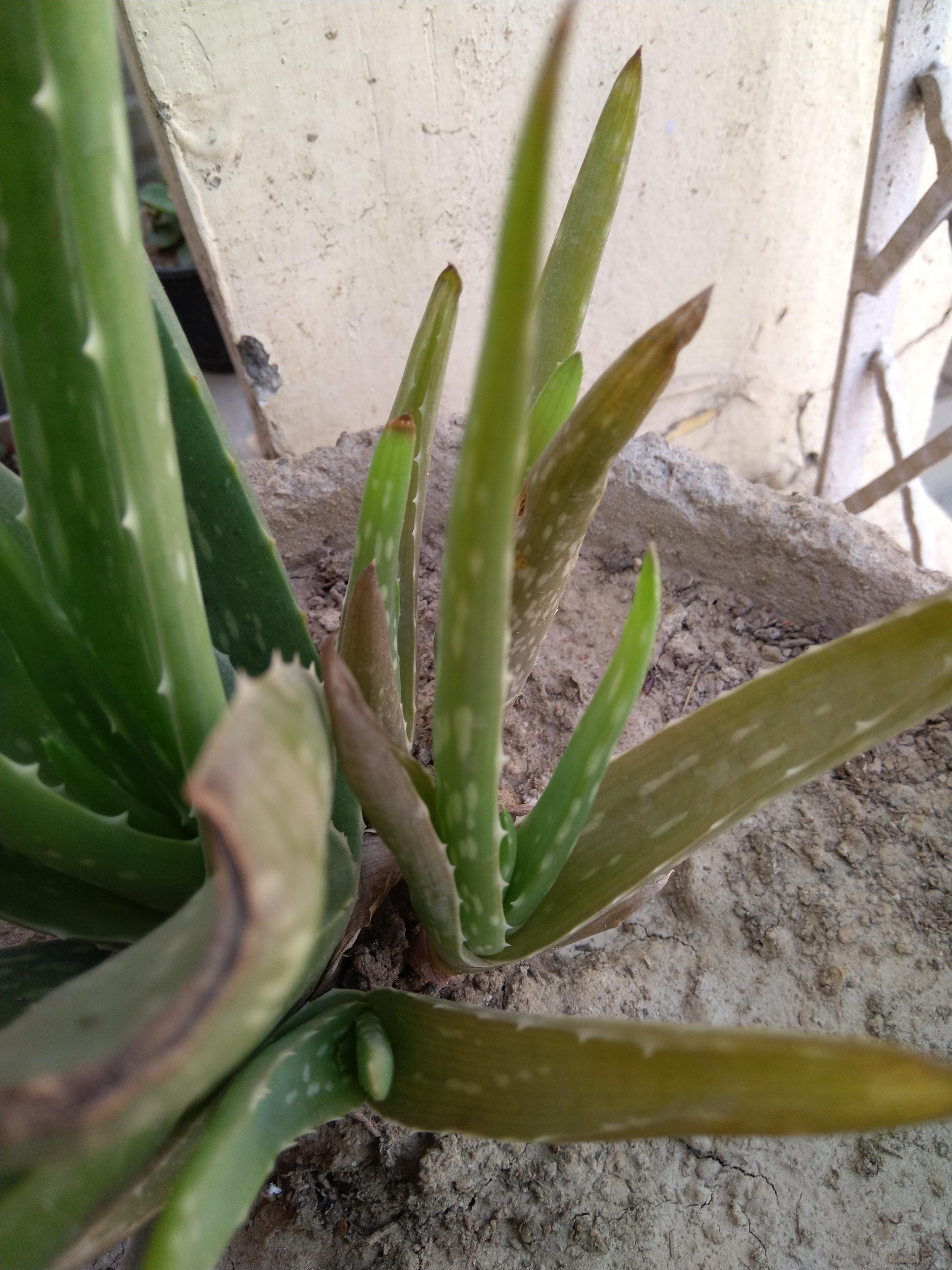 Aloe plant turning brown due to pests and diseases