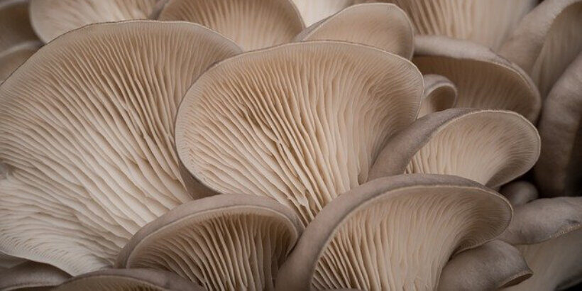 How to grow oyster mushrooms in straw