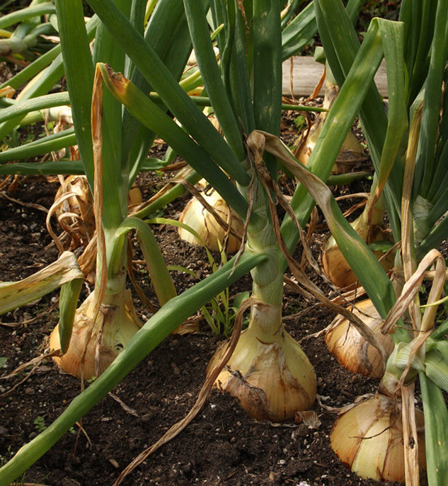 'Fertilizing onions is essential for bigger stronger crops' – an onion growing expert reveals how to do it