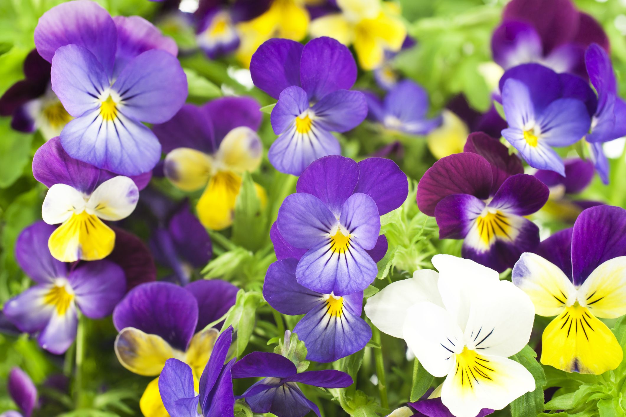 Do pansies grow back every year?