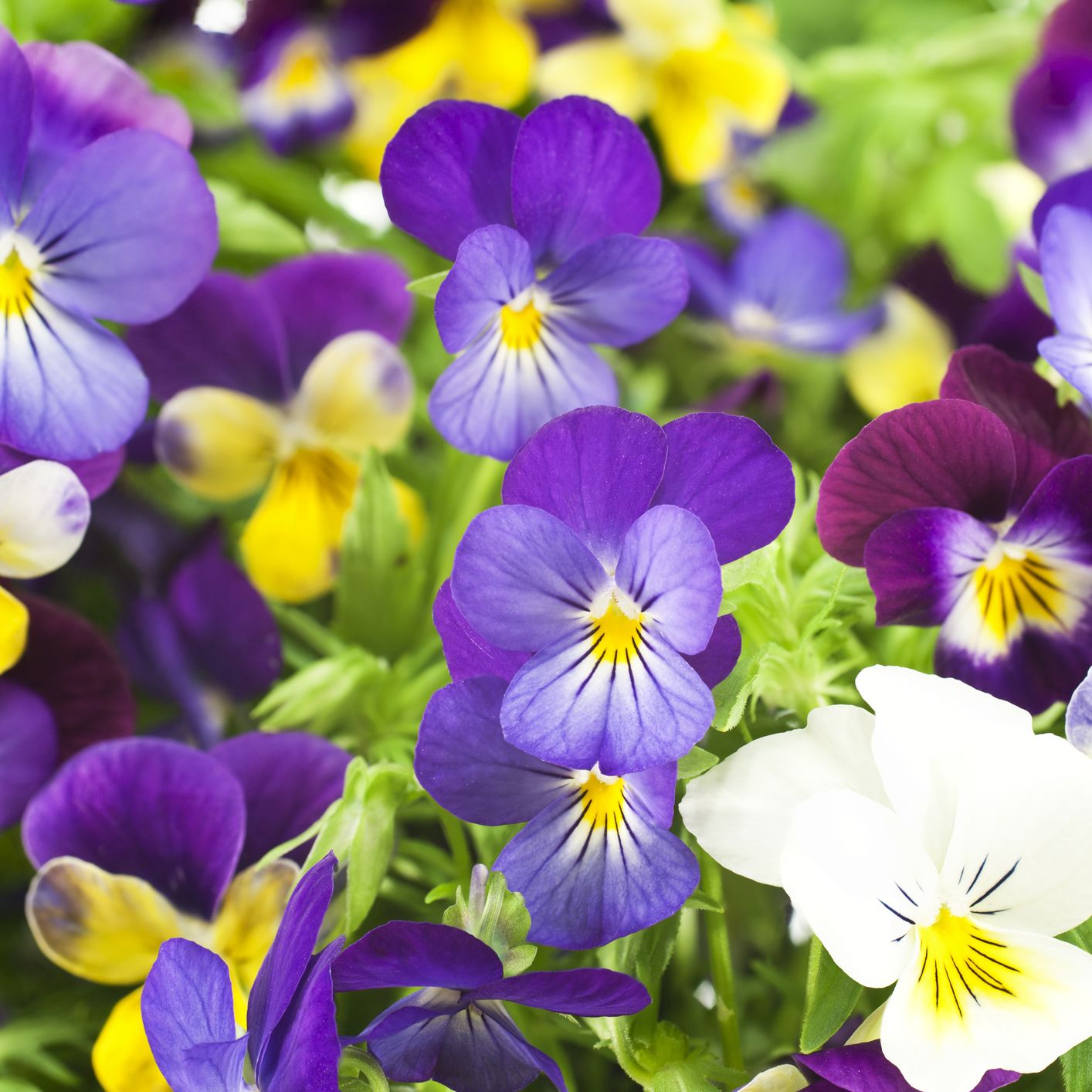 How to sow pansies