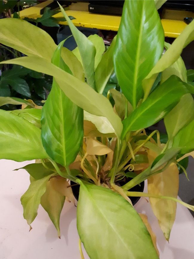 Why is my peace lily turning yellow 3 reasons and solutions