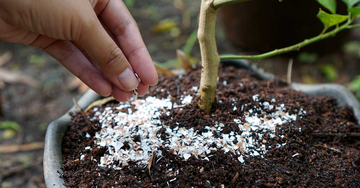 How to add calcium to soil – easy natural tips to rescue plants