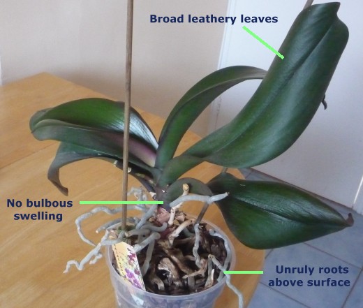 How to propagate orchids by division