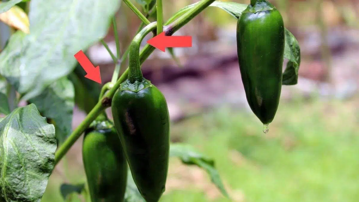 The best time to pick jalapeños