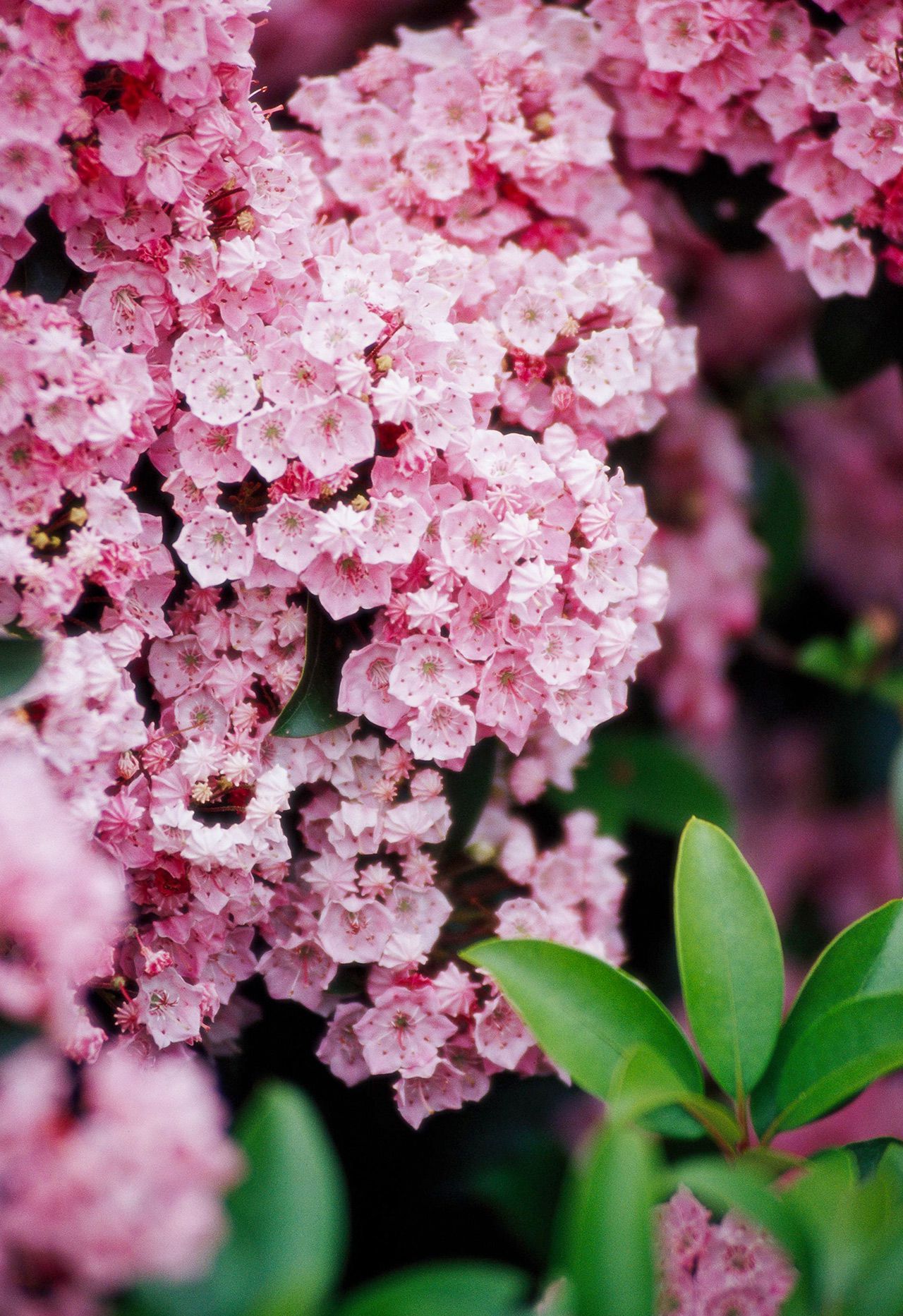 10 Best easy to grow shrubs for shade