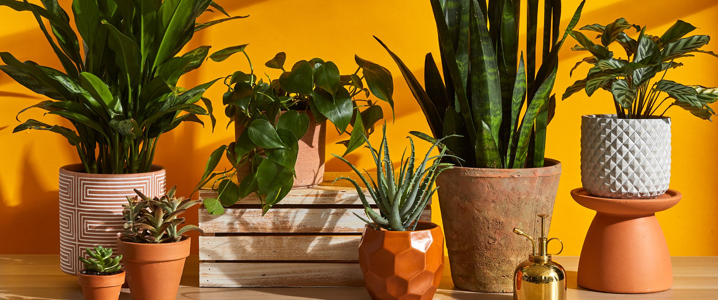 Best indoor plants – 10 top plants to grow at home