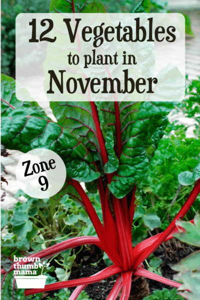 Flowers to plant in November