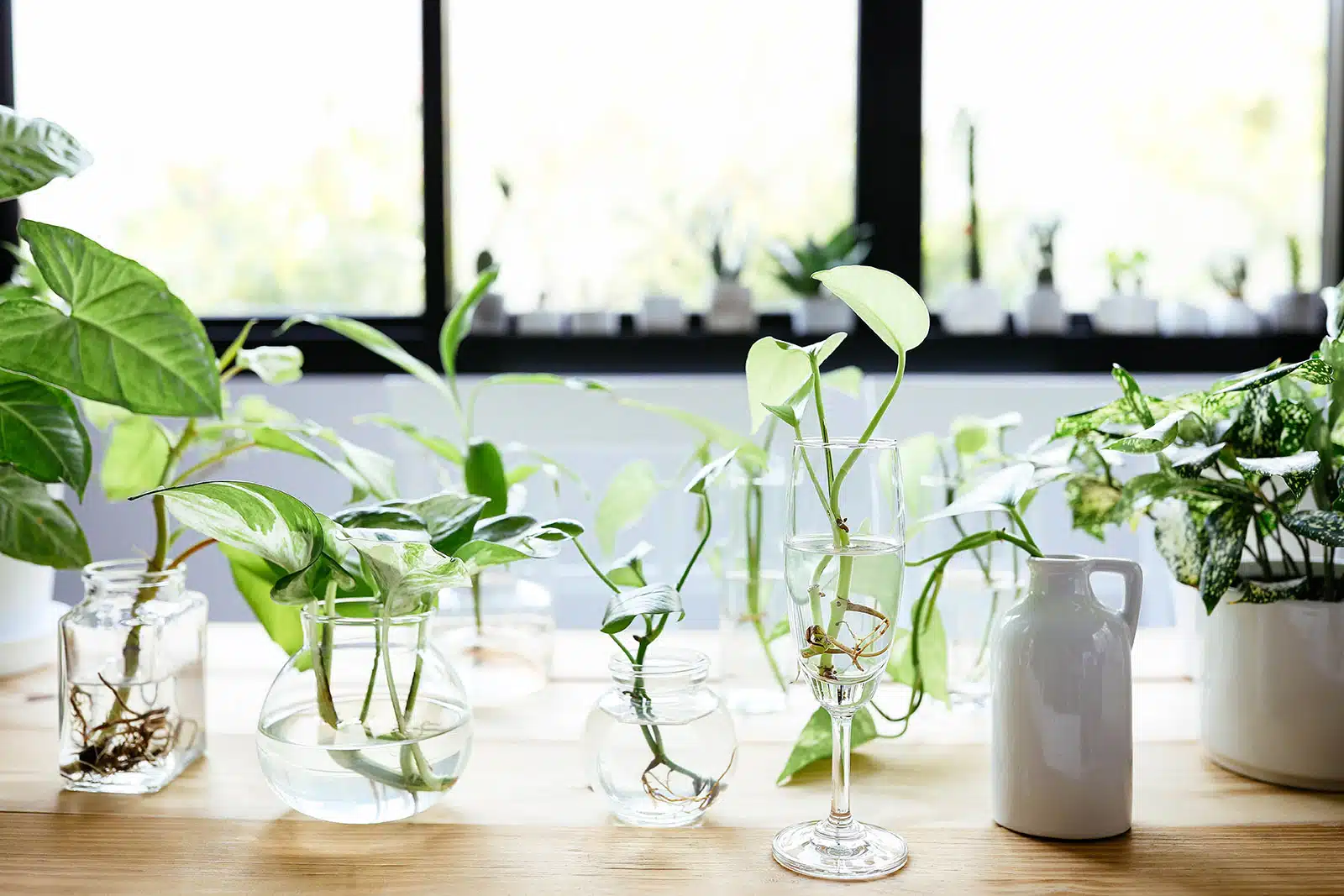 6 mistakes to avoid when propagating plants in water – and what to do instead
