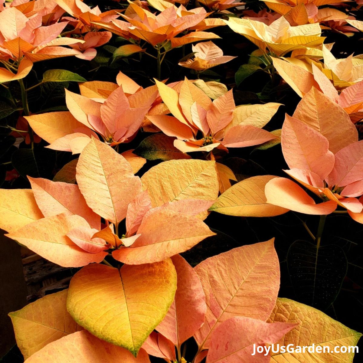 How can I make my poinsettia leaves red again