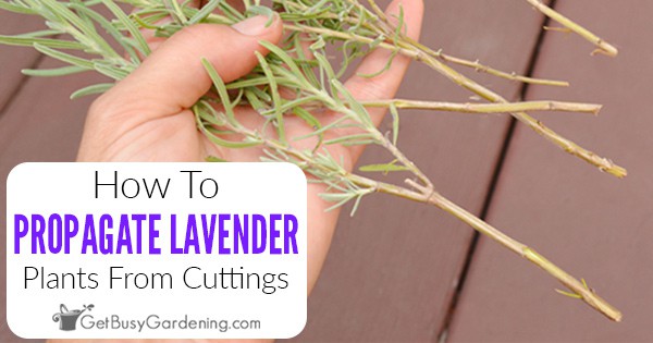 How to look after new lavender transplants