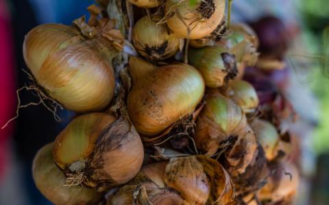 How should I choose between the many types of onion?