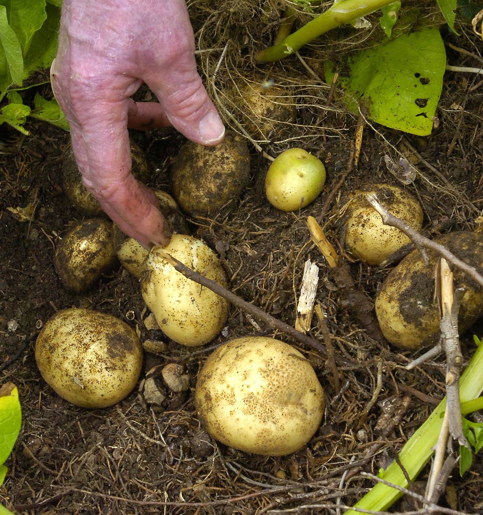 When to plant potatoes – for a bumper crop