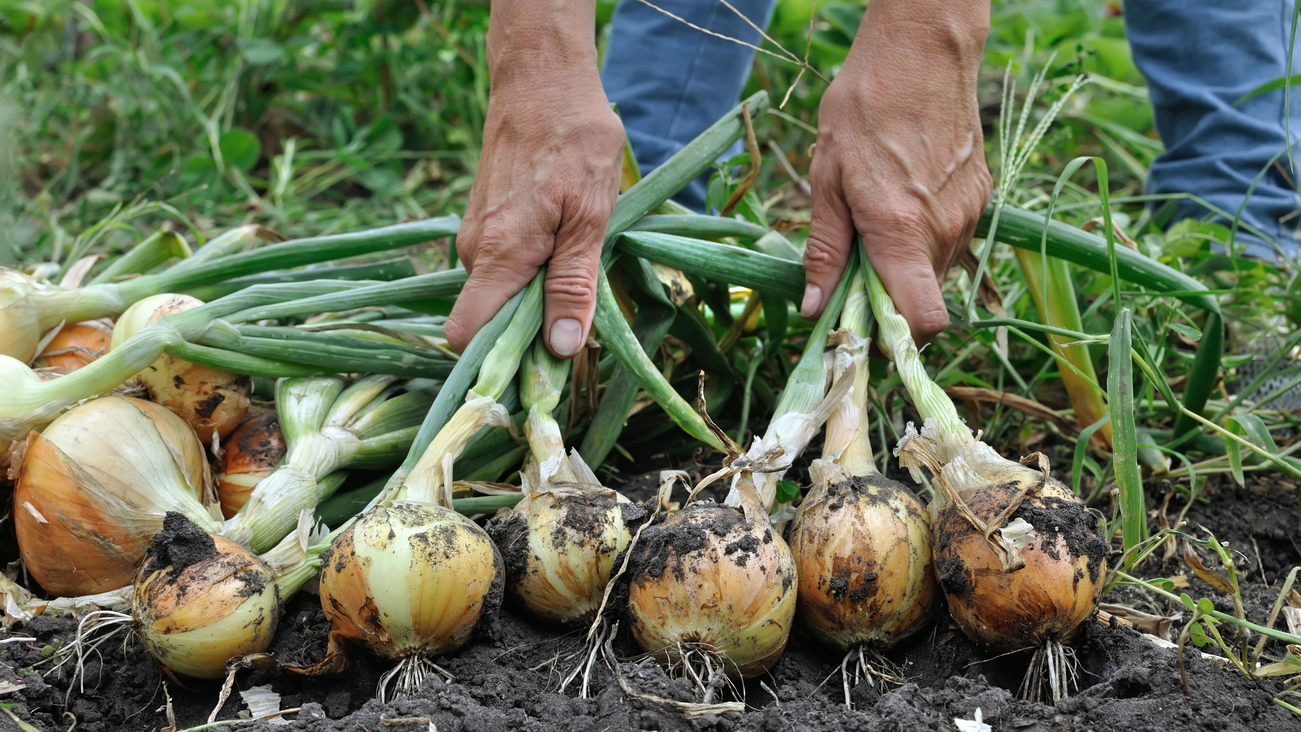 Tips for onion companion planting with herbs