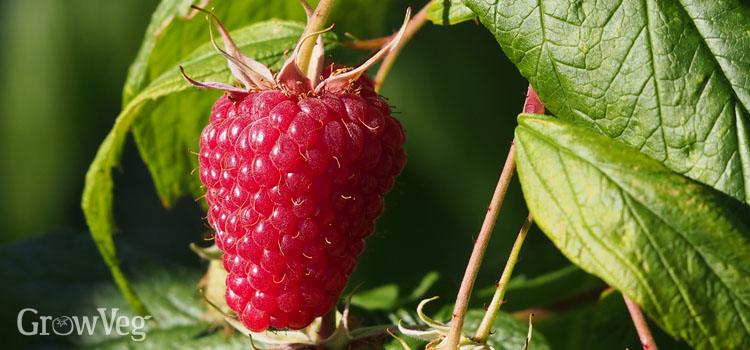 Do raspberries like bone meal?