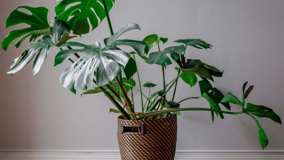 When to repot a monstera – experts offer their top houseplant care tips