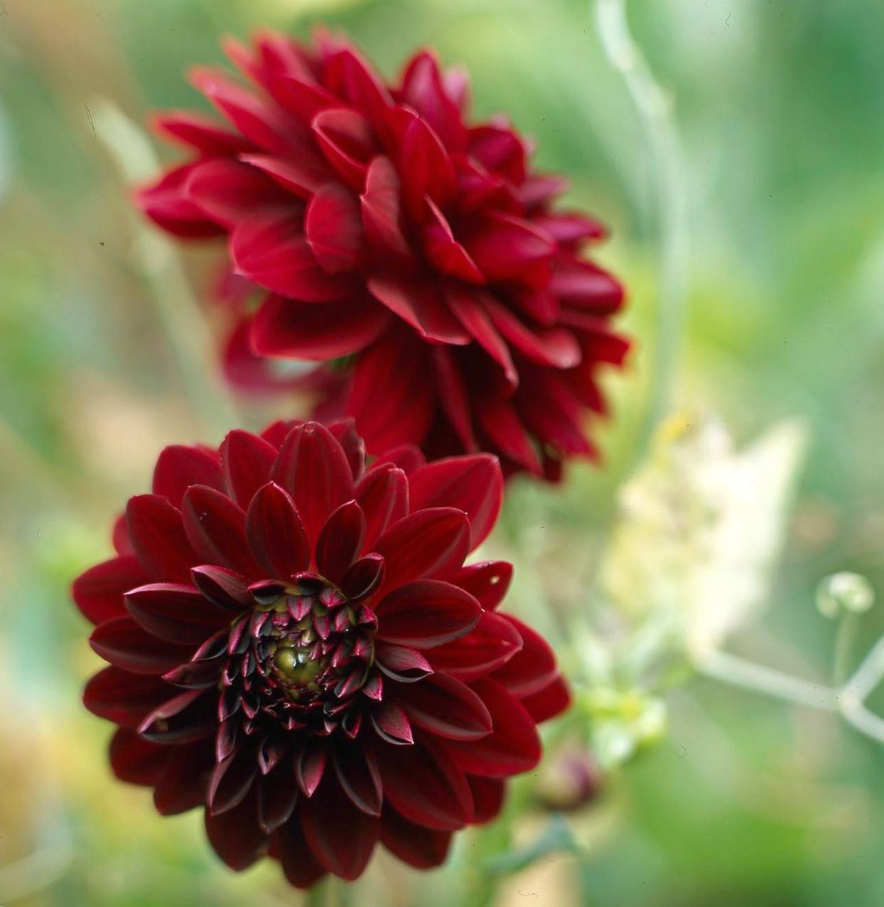 When to sow dahlia seed