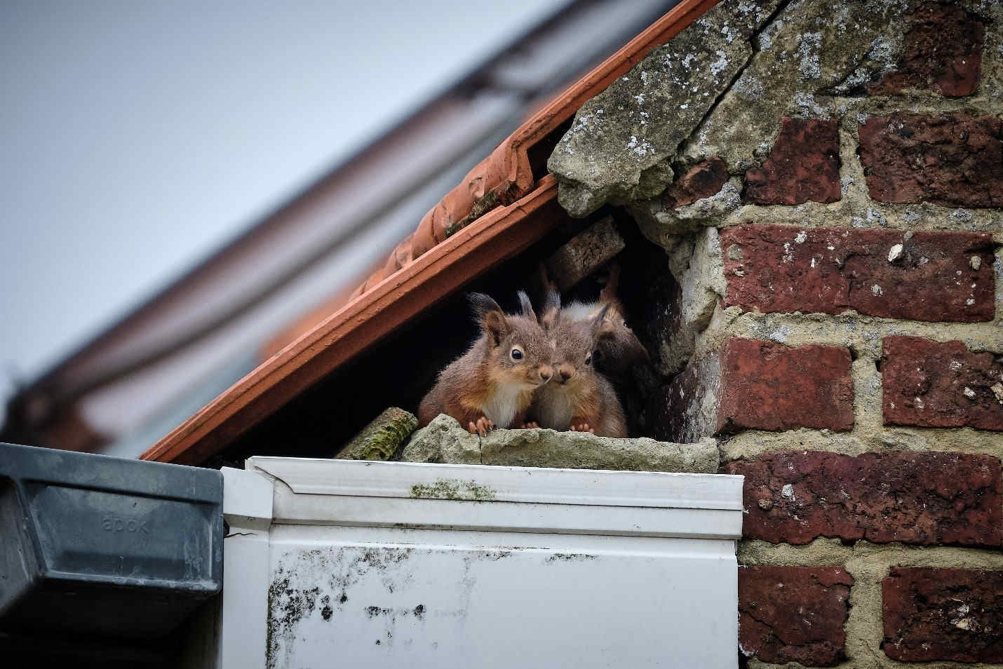 How to get rid of squirrels in the attic