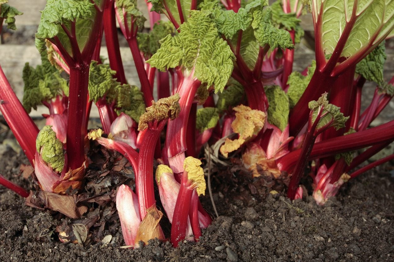 How to force rhubarb